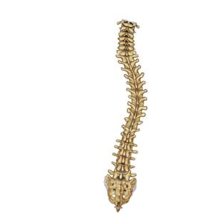 columna scoliosis