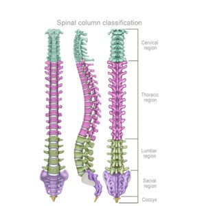 spinal column classification