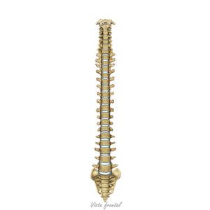 columna vertebral frontal