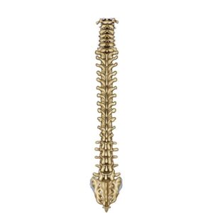 columna vertebral vista posterior