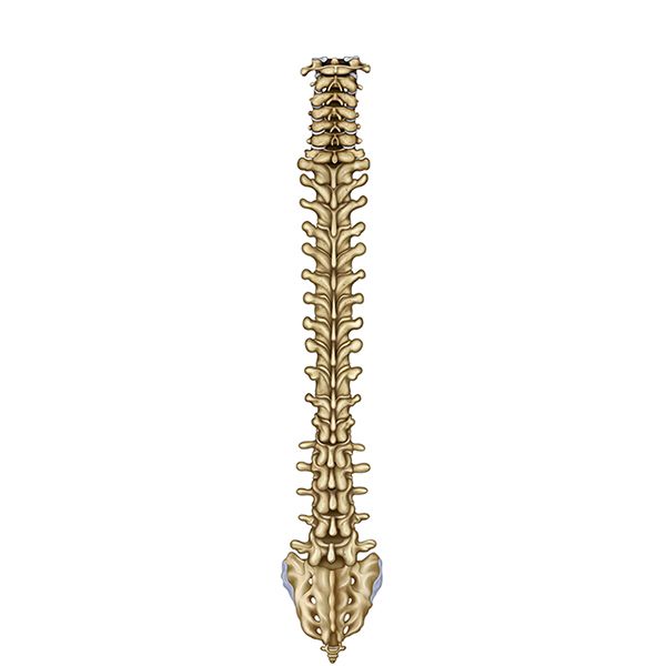 columna vertebral vista posterior columna vertebral vista posterior