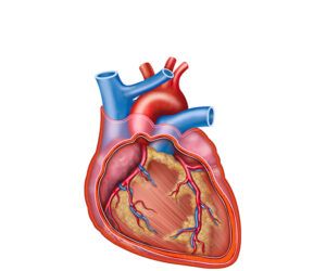 corazon pericardio inflamado