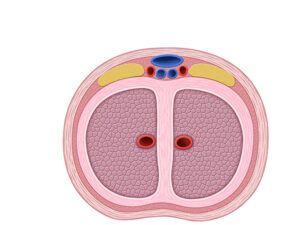 corte transversal del clitoris
