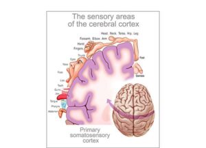 corteza somatosensorial primaria