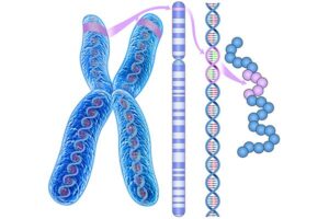 cromosoma 4 y enfermedad de huntington