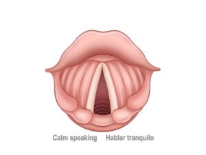 cuerdas vocales en respiración normal