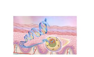 deoxyribonucleic acid