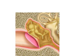 anatomia del oido