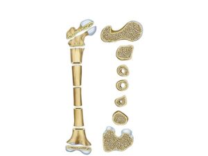 disección del hueso femur