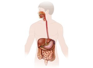 el sistema digestivo humano