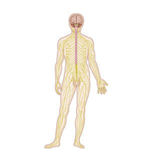 sistema nervioso humano
