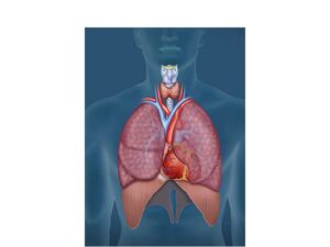 el sistema respiratorio