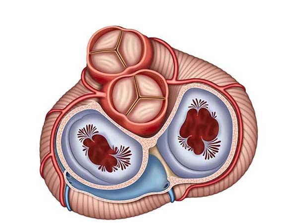 el corazon y sus valvulas el corazon y sus valvulas