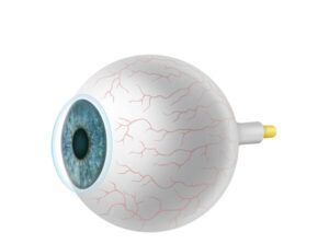 anatomía globo ocular