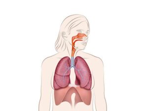 el sistema respiratorio