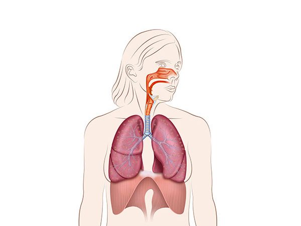 el sistema respiratorio el sistema respiratorio