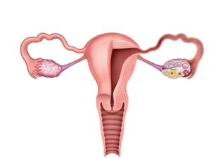 el utero