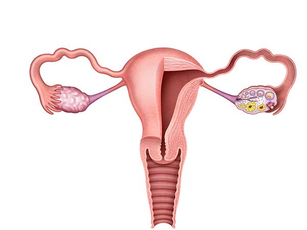 el utero el utero