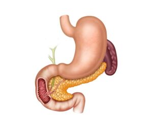 estomago pancreas y bazo
