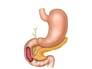 estómago y pancreas