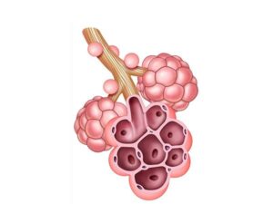 estructura alveolar