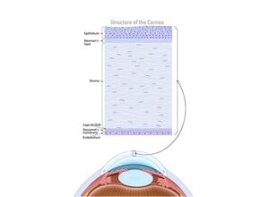 estructura de la cornea 72dpi