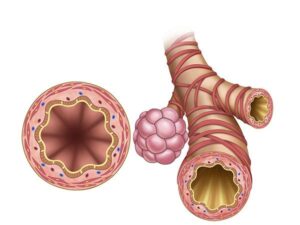 estructura del bronquiolo