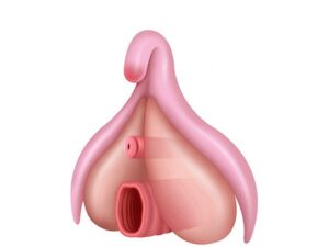estructura del clitoris