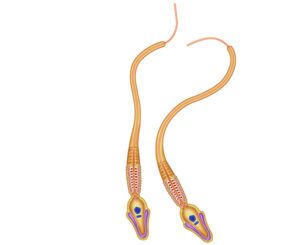 estructura del espermatozoide humano
