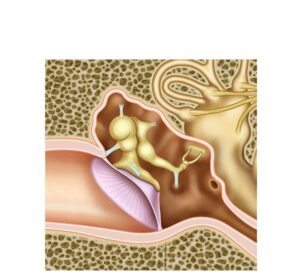 middle ear structure