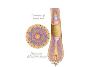 estructura del pelo