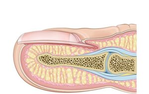 estructura interna del dedo y la uña humana