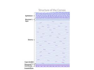 estructura y capas de la cornea 72 dpi
