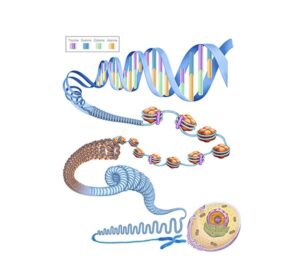 estructura y formacion del adn