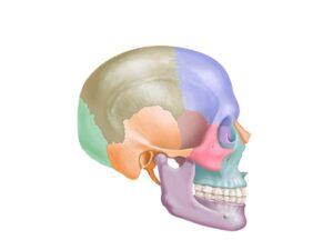 facial and cranial bones