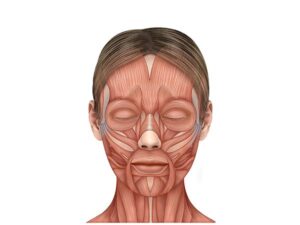 facial muscles