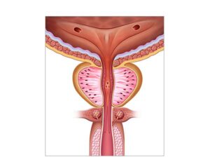 fisiología de la prostata