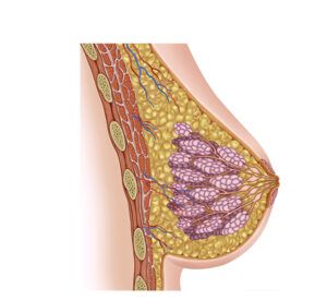 fisiología de pechos femeninos