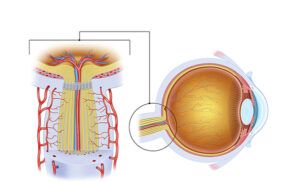 fisiología del nervio óptico 72 dpi