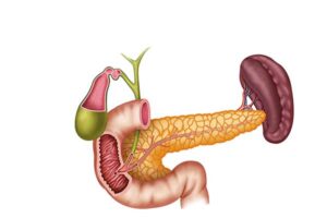 fisiología del páncreas