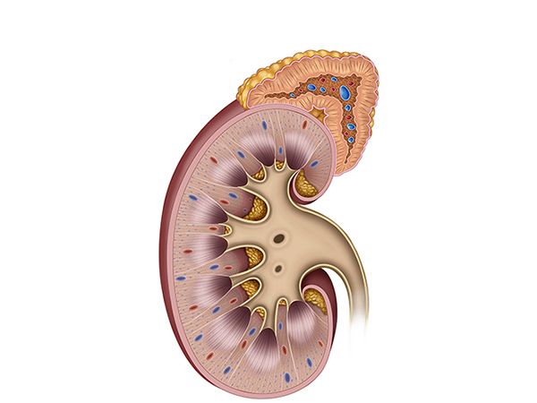 fisiología del riñon fisiología del riñon