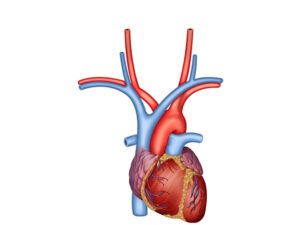 fisiologia del corazón
