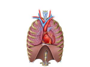 fisiología del torax