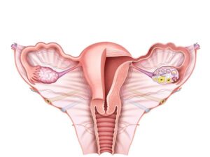 fisiologia del utero