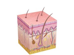 fisiología y anatomia de la piel humana
