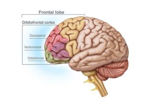 frontal lobe diagram