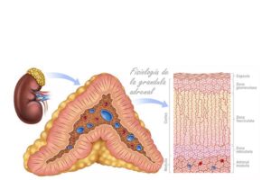 glandula adrenal, fisiología