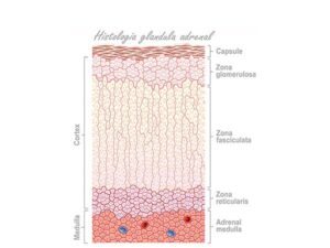 histologia glandula adrenal