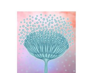 hongo aspergillus