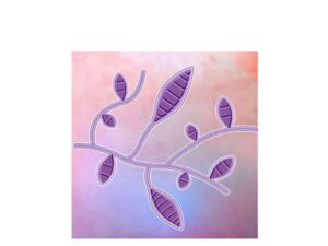 hongos microsporum